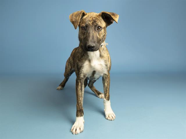 Enlarge PRINCESS BUBBLEGUM, a Adoptable mixed breed in Phoenix, AZ image 1/1