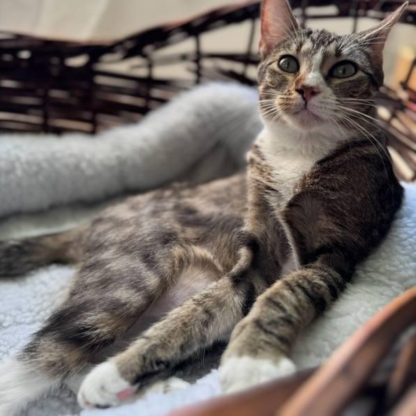 Jaylissa, Young Female American Shorthair