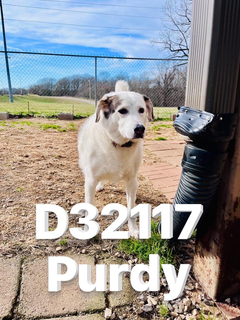 Purdy, Adoptable, Senior Female Mixed Breed.