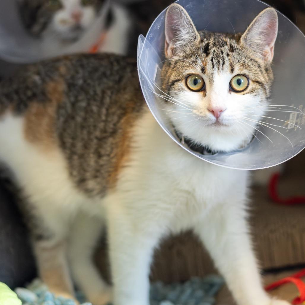 Princess Peach (bonded with Daisy)