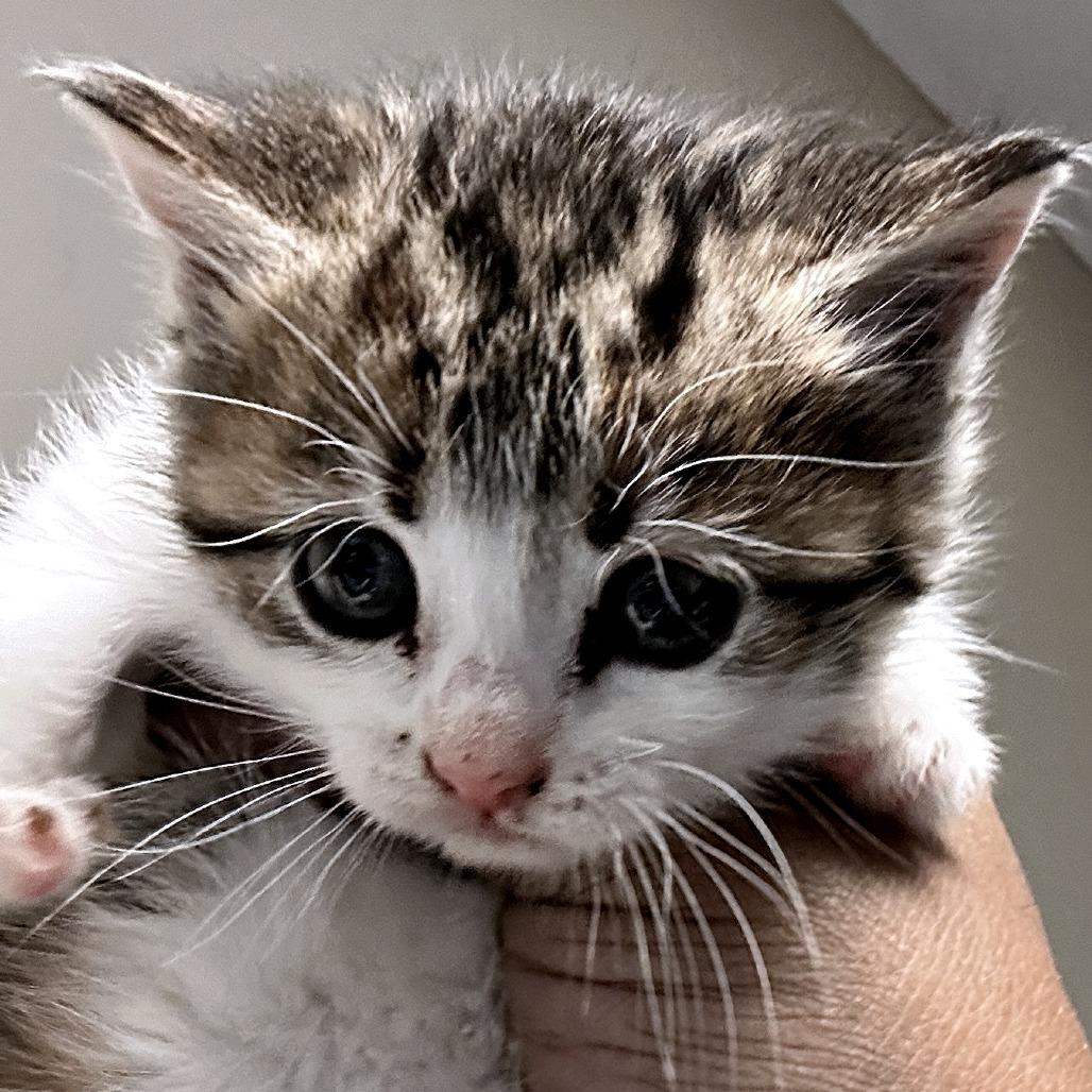 Princess Peach (bonded with Daisy) — thumbnail 2