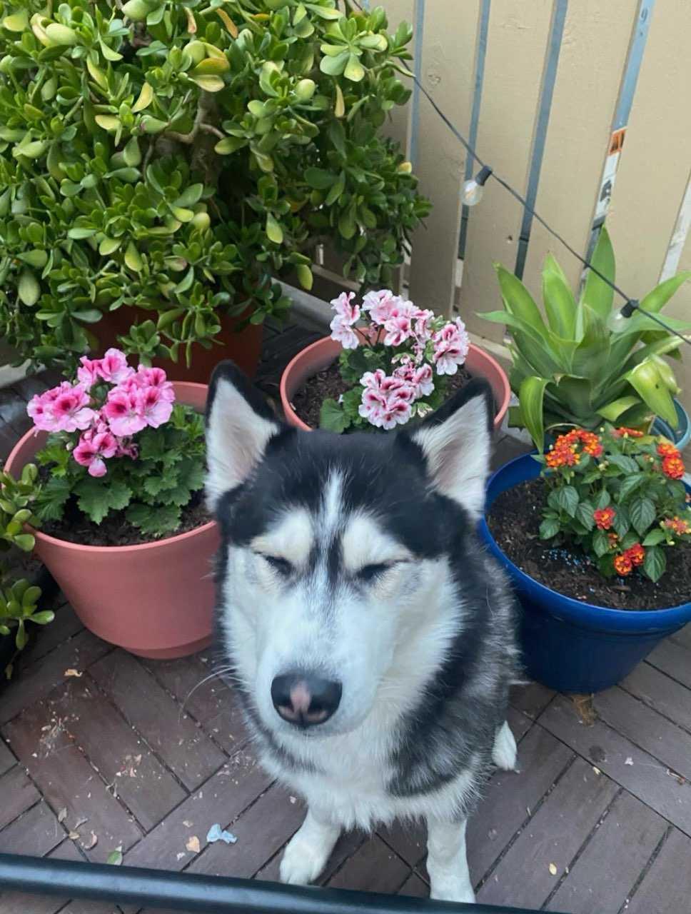 Enlarge Royalty, a Adoptable Husky in Studio City, CA image 2/4