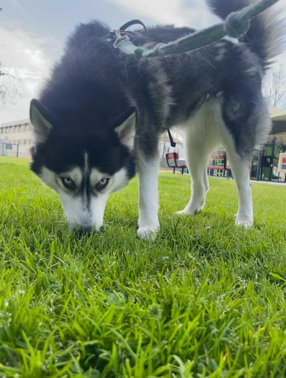 Enlarge Royalty, a Adoptable Husky in Studio City, CA image 3/4