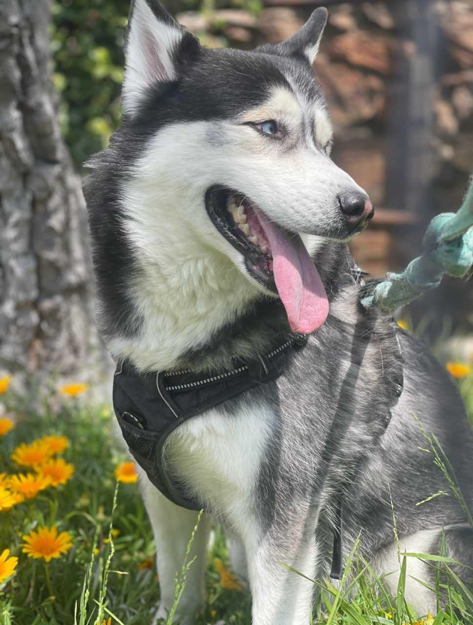 Royalty, Adoptable, Adult Female Husky.