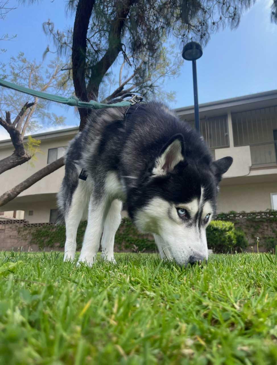 Enlarge Royalty, a Adoptable Husky in Studio City, CA image 4/4