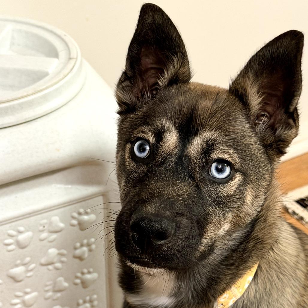Aquafina, Adoptable, Puppy Female Husky.