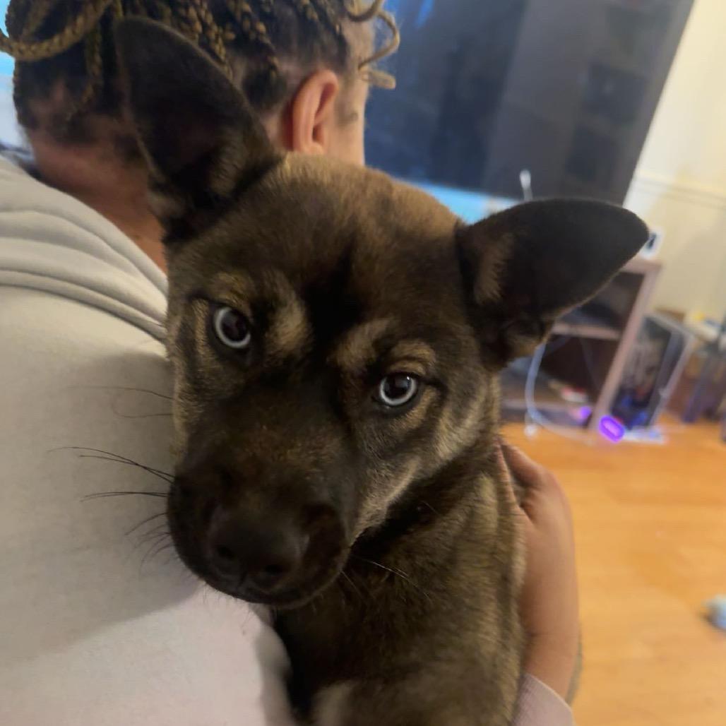 Aquafina, a Adoptable Husky in Rockville, MD image 2/5