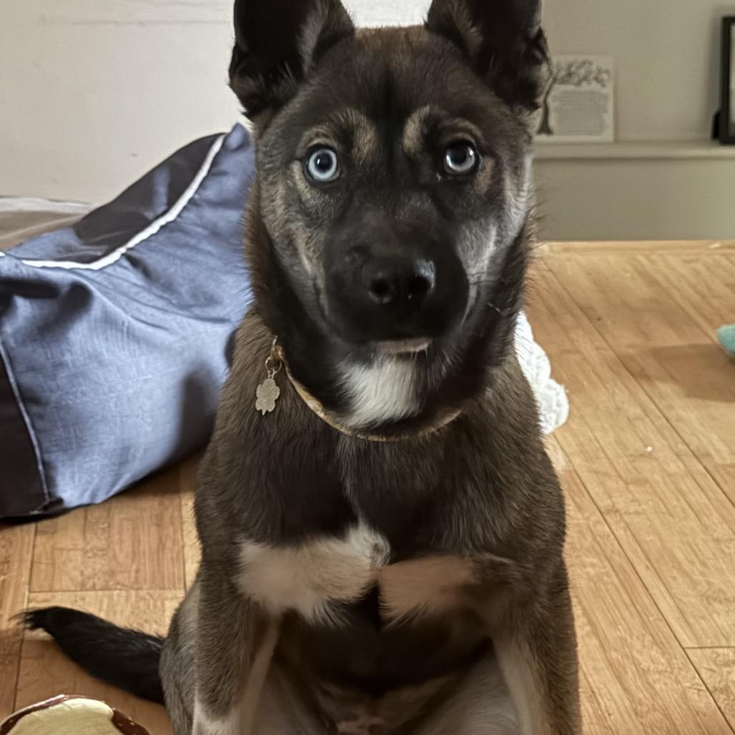Aquafina, a Adoptable Husky in Rockville, MD image 3/5