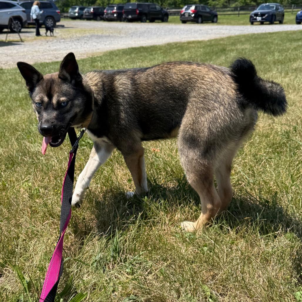 Aquafina, a Adoptable Husky in Rockville, MD image 4/5
