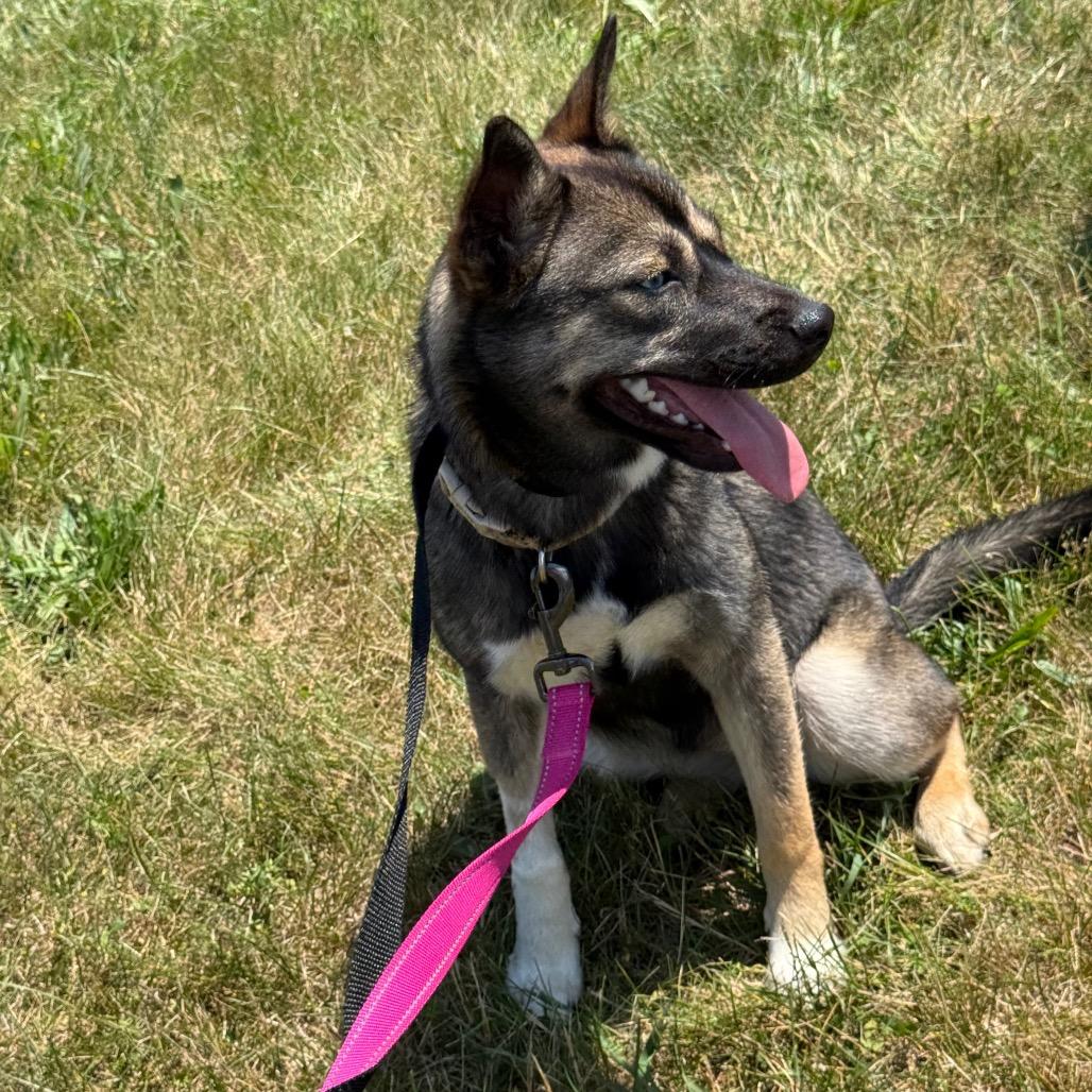 Aquafina, a Adoptable Husky in Rockville, MD image 5/5