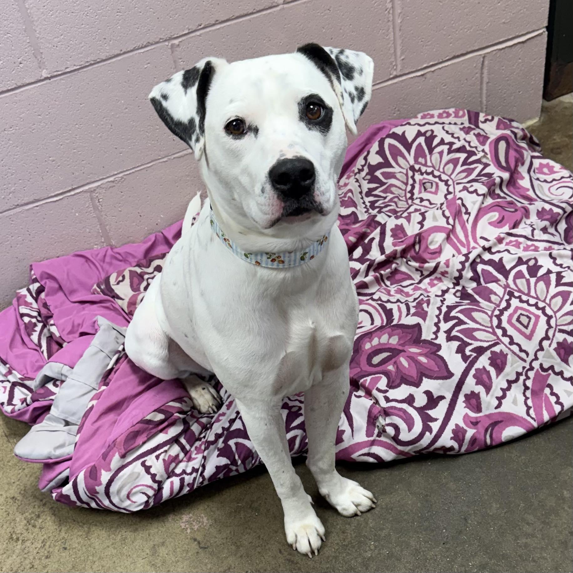 Enlarge GIA, a ADOPTABLE mixed breed in Cadiz, OH image 2/3