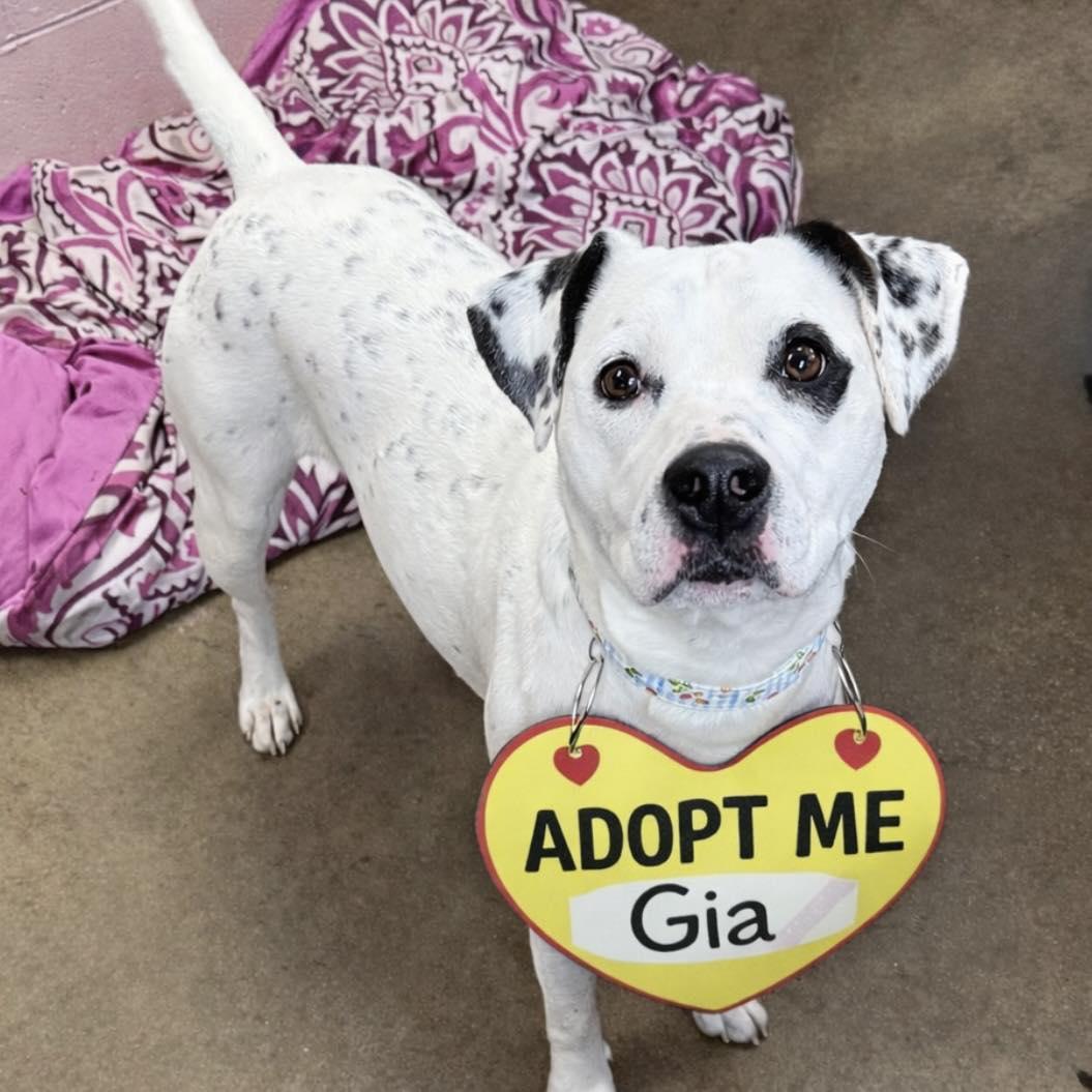 GIA, ADOPTABLE, Adult Female Dalmatian.