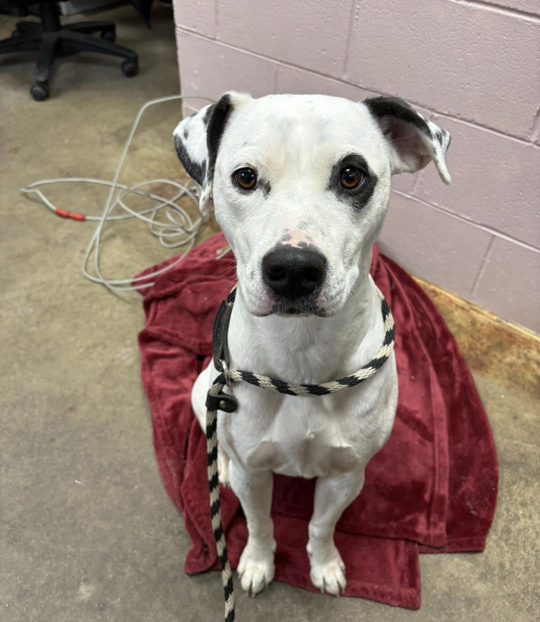 Enlarge GIA, a ADOPTABLE mixed breed in Cadiz, OH image 3/3