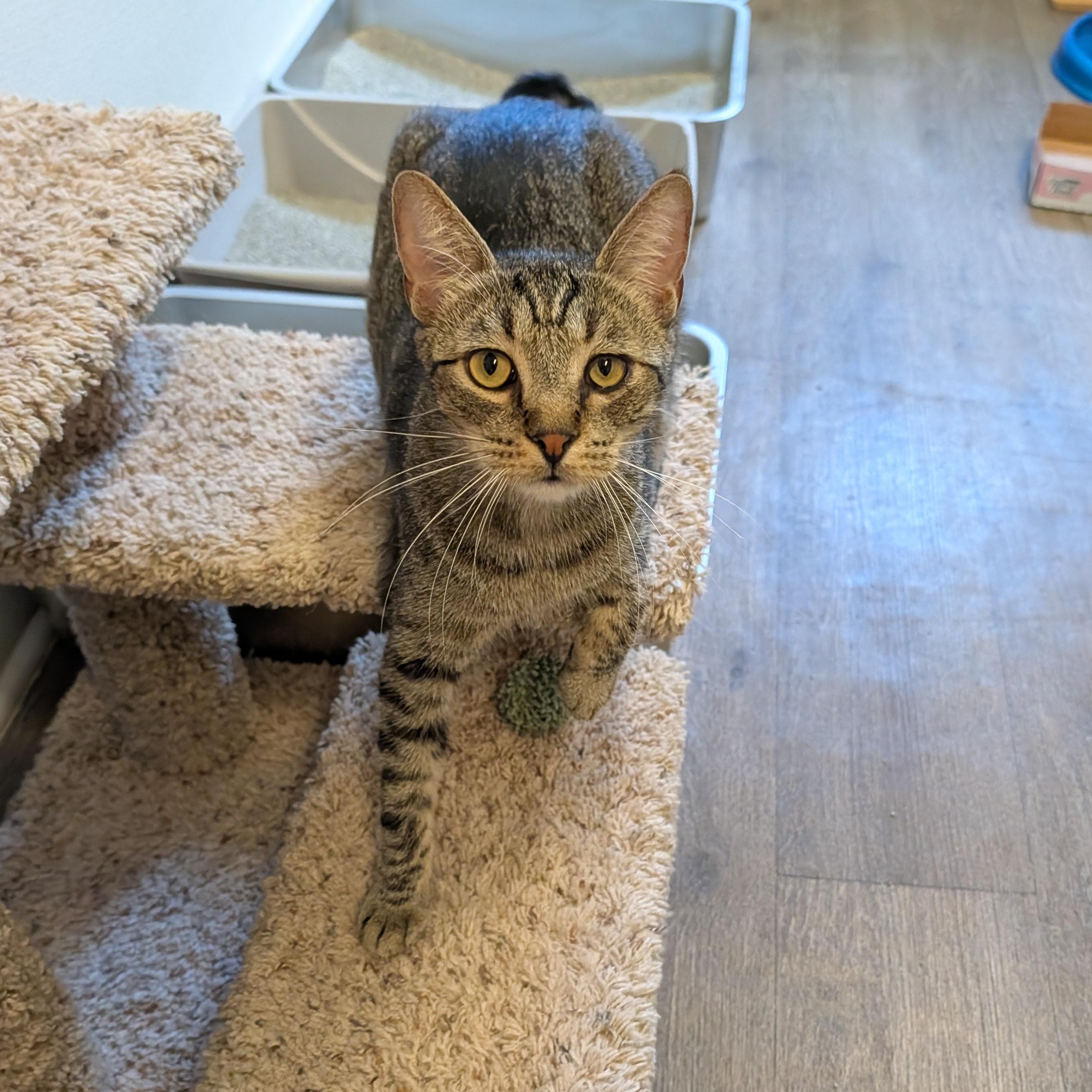 Enlarge Zaboo, a Adoptable Domestic Short Hair in Waynesville, NC image 2/3