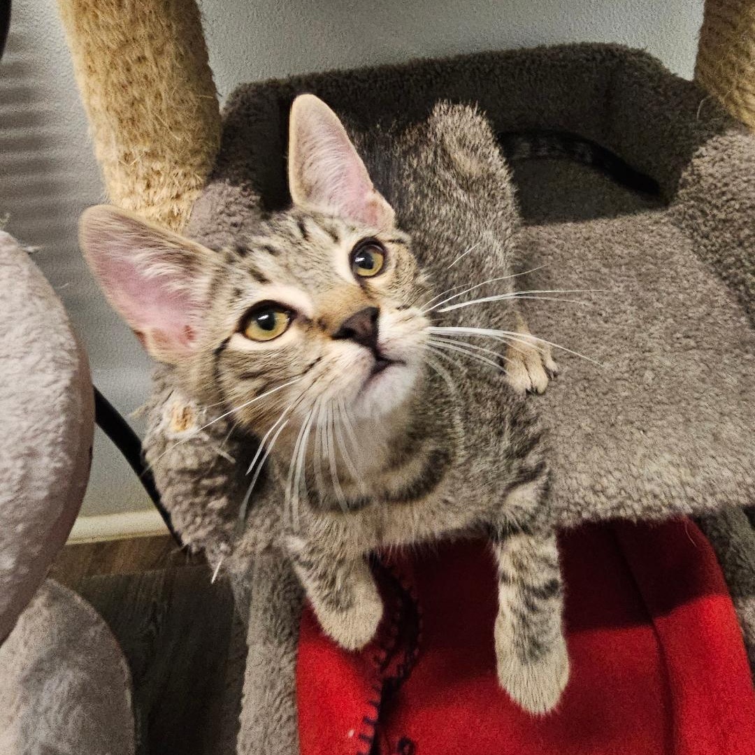 Enlarge Zaboo, a Adoptable Domestic Short Hair in Waynesville, NC image 2/3