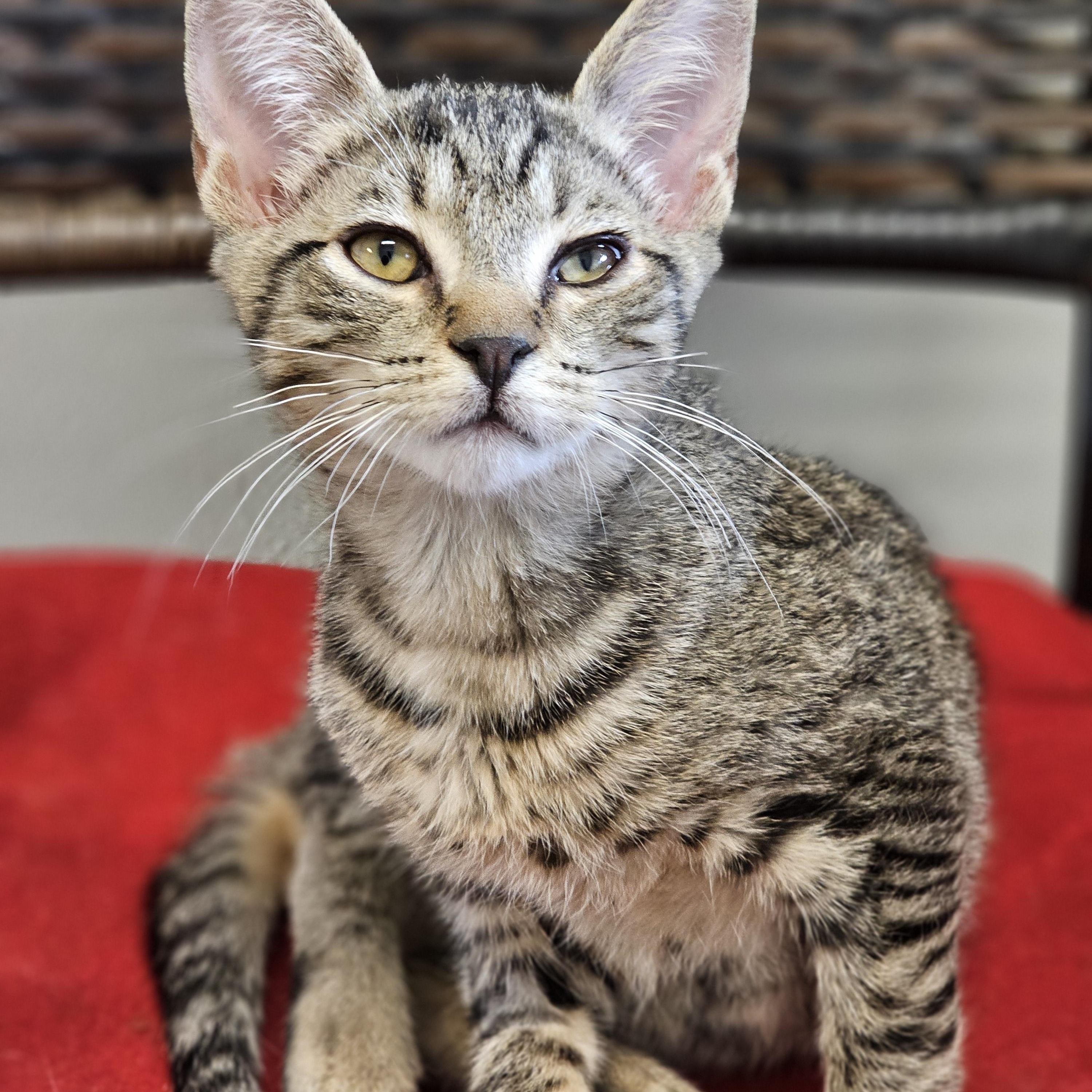 Enlarge Zaboo, a Adoptable Domestic Short Hair in Waynesville, NC image 3/3