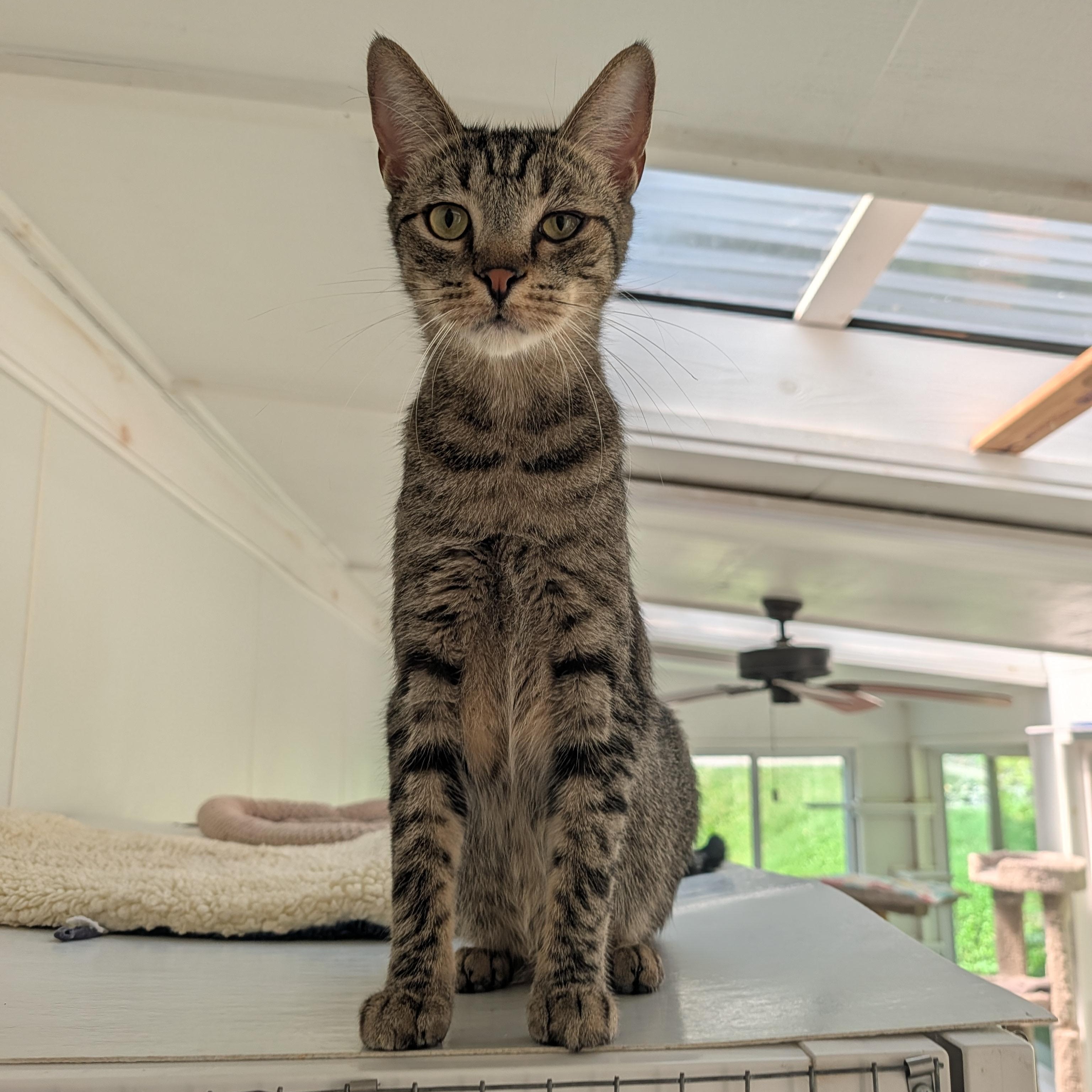 Enlarge Zaboo, a Adoptable Domestic Short Hair in Waynesville, NC image 1/3