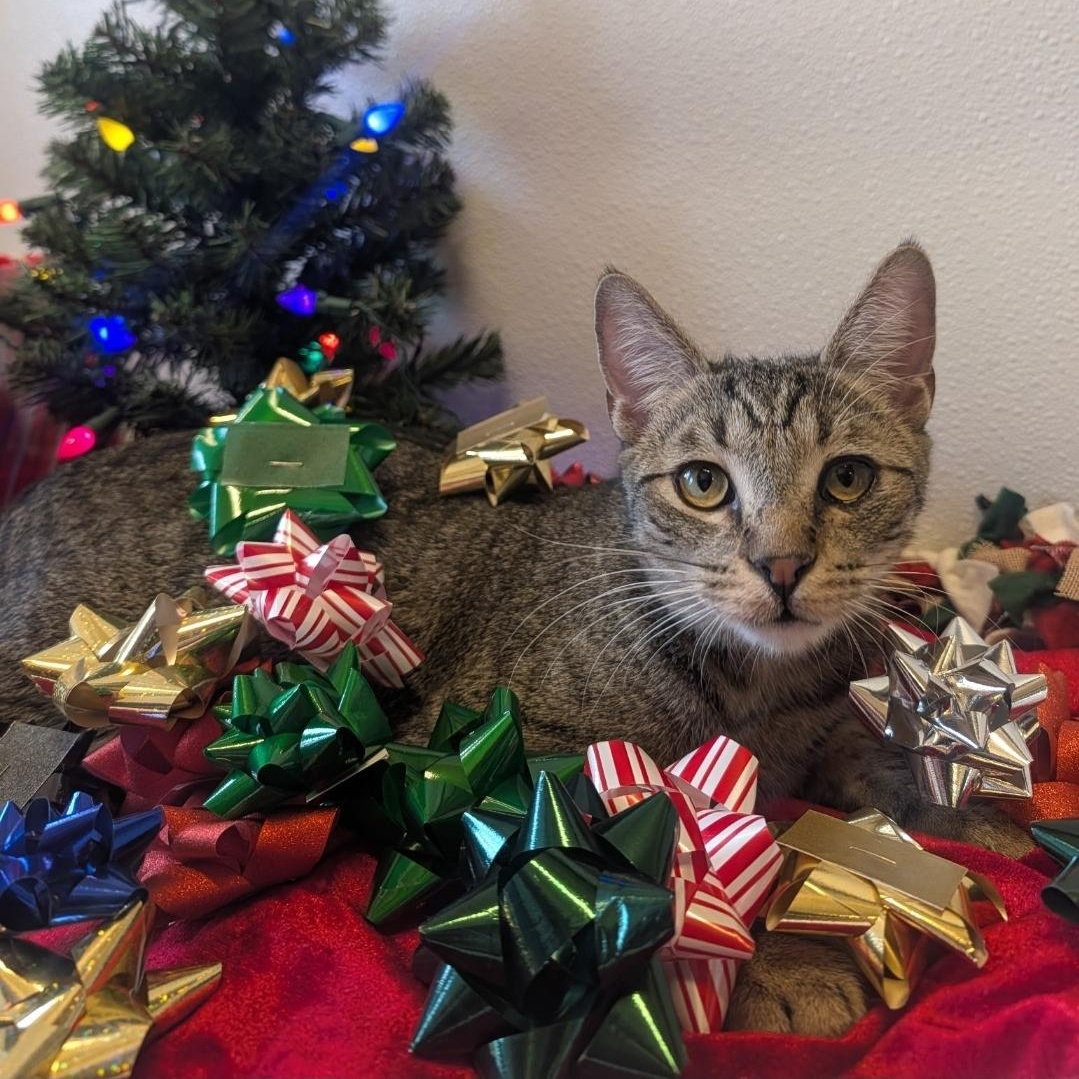 Zaboo, Adoptable, Kitten Male Domestic Short Hair.