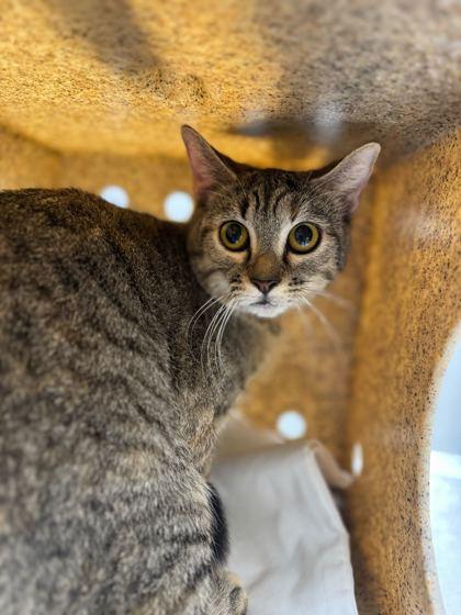 Stinker, Adoptable, Adult Female Domestic Short Hair & Domestic Short Hair.