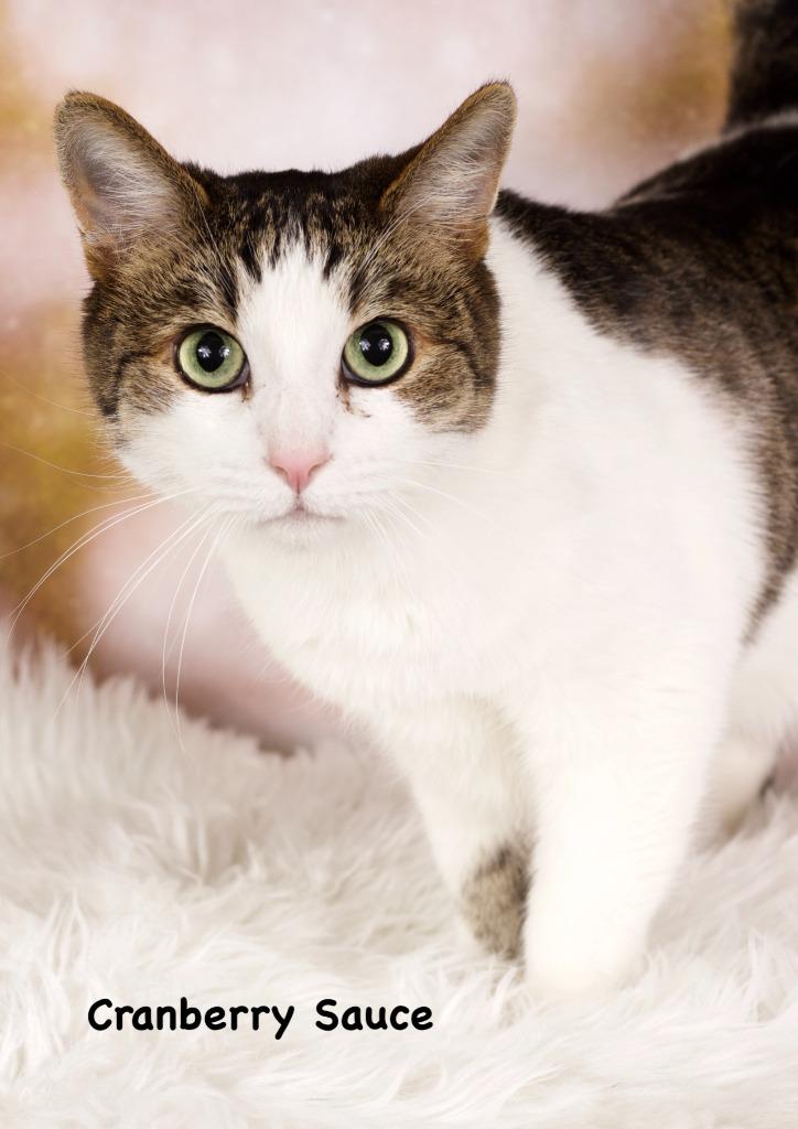 Cranberry Sauce, Adoptable, Adult Male Domestic Short Hair.