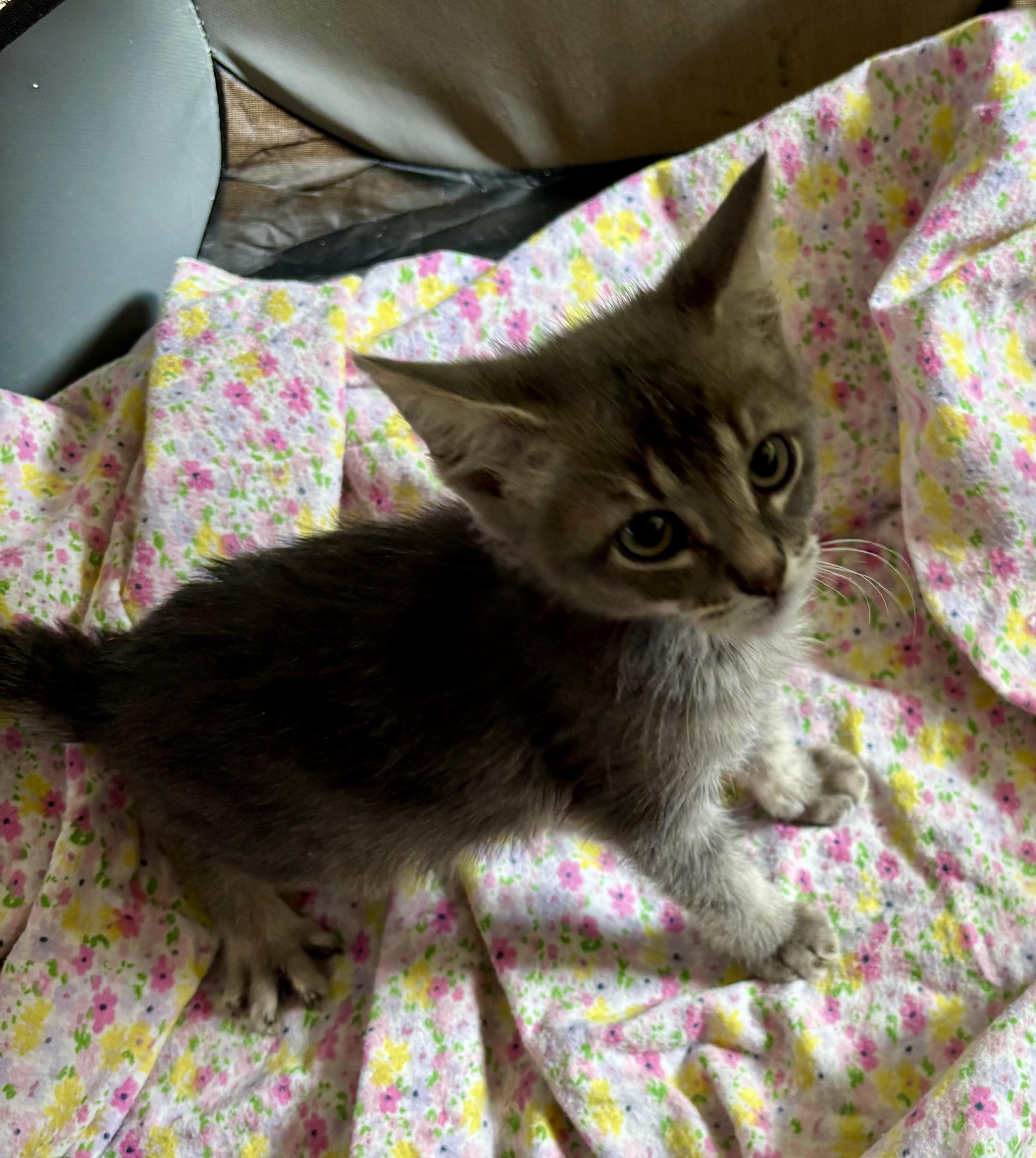 Enlarge Stewy, a Adoptable mixed breed in Lancaster, CA image 1/6