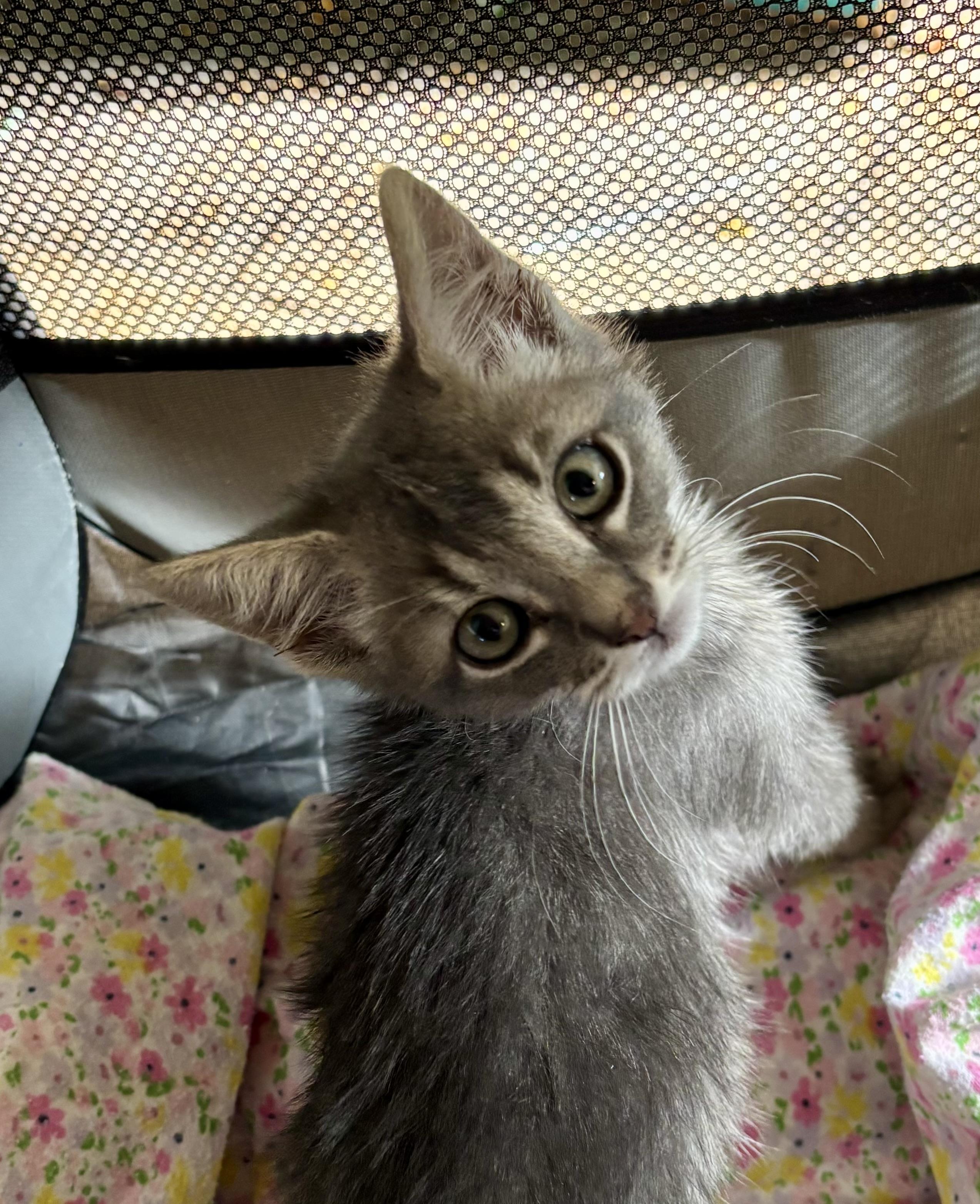 Enlarge Stewy, a Adoptable mixed breed in Lancaster, CA image 5/6