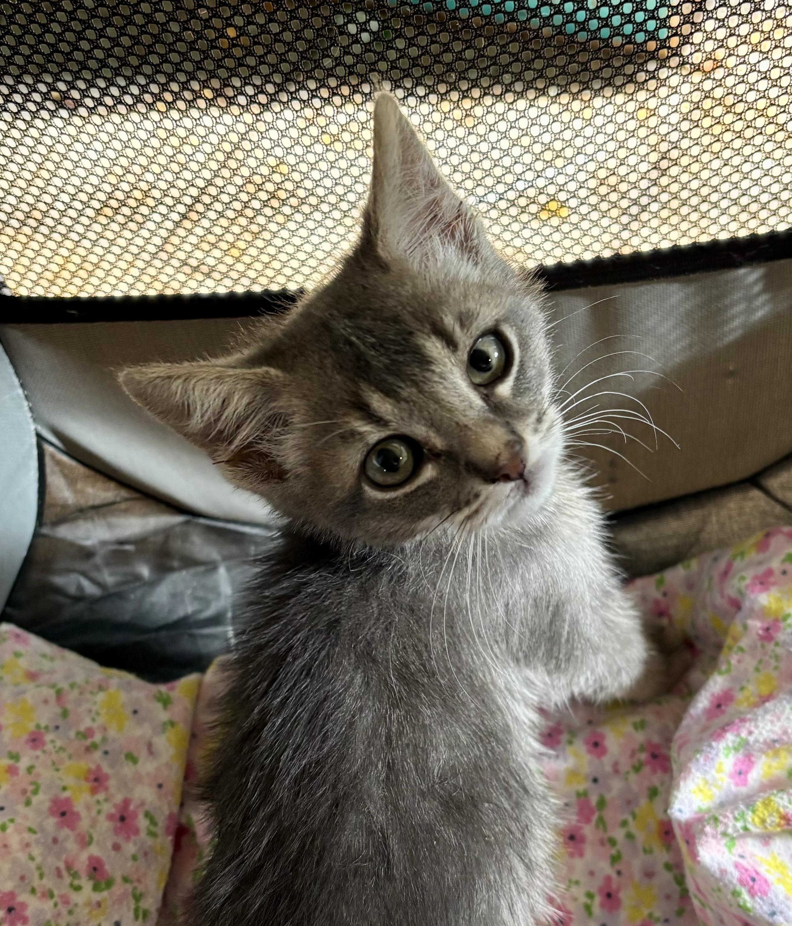 Enlarge Stewy, a Adoptable mixed breed in Lancaster, CA image 6/6