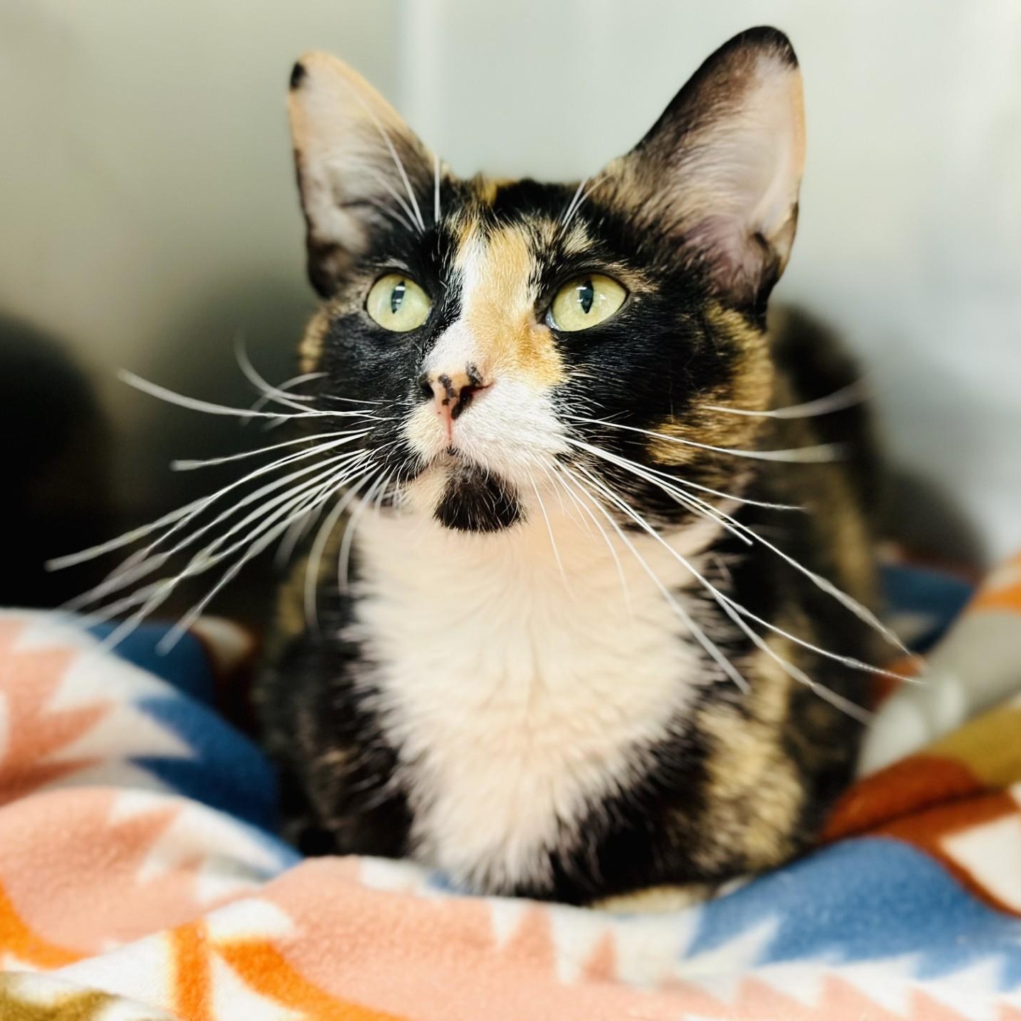 Ophelia, ADOPTABLE, Adult Female Domestic Short Hair.