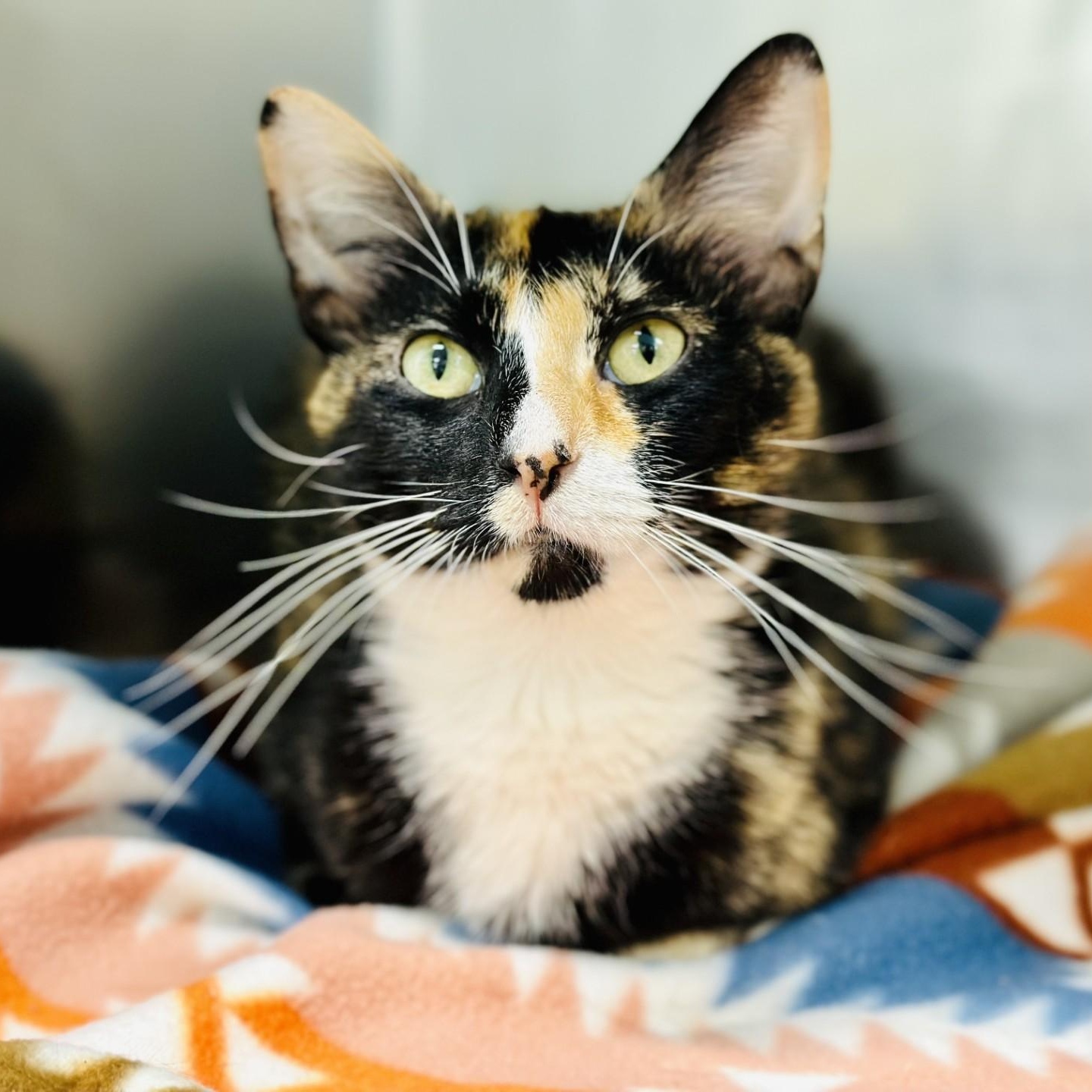Ophelia, a ADOPTABLE Domestic Short Hair in Jackson, NJ image 2/2