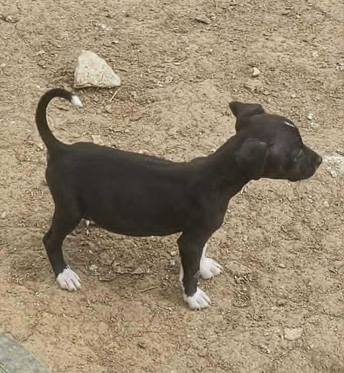 Enlarge Madison, a ADOPTABLE Mixed Breed in Mount Juliet, TN image 3/4
