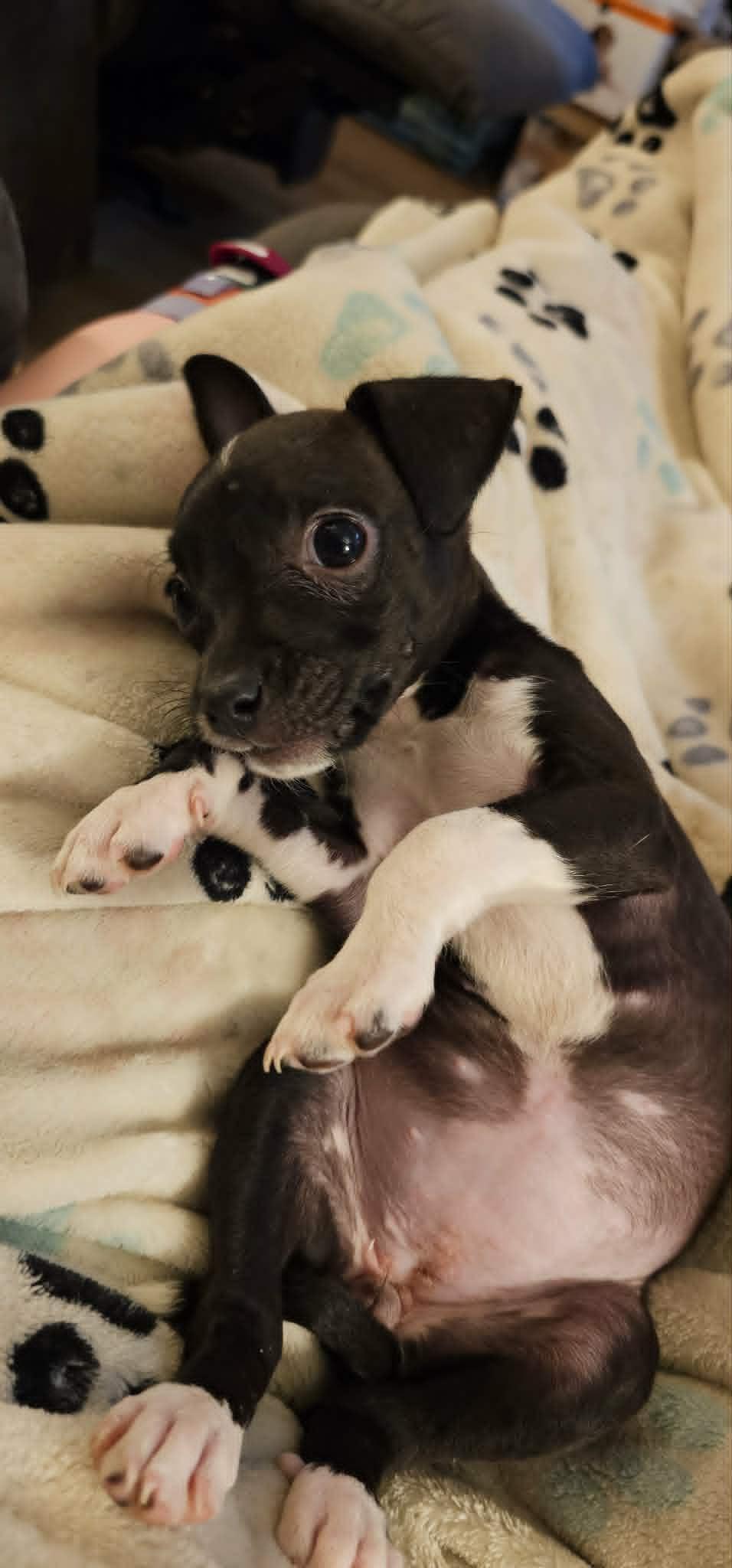 Enlarge Madison, a ADOPTABLE Mixed Breed in Mount Juliet, TN image 2/4
