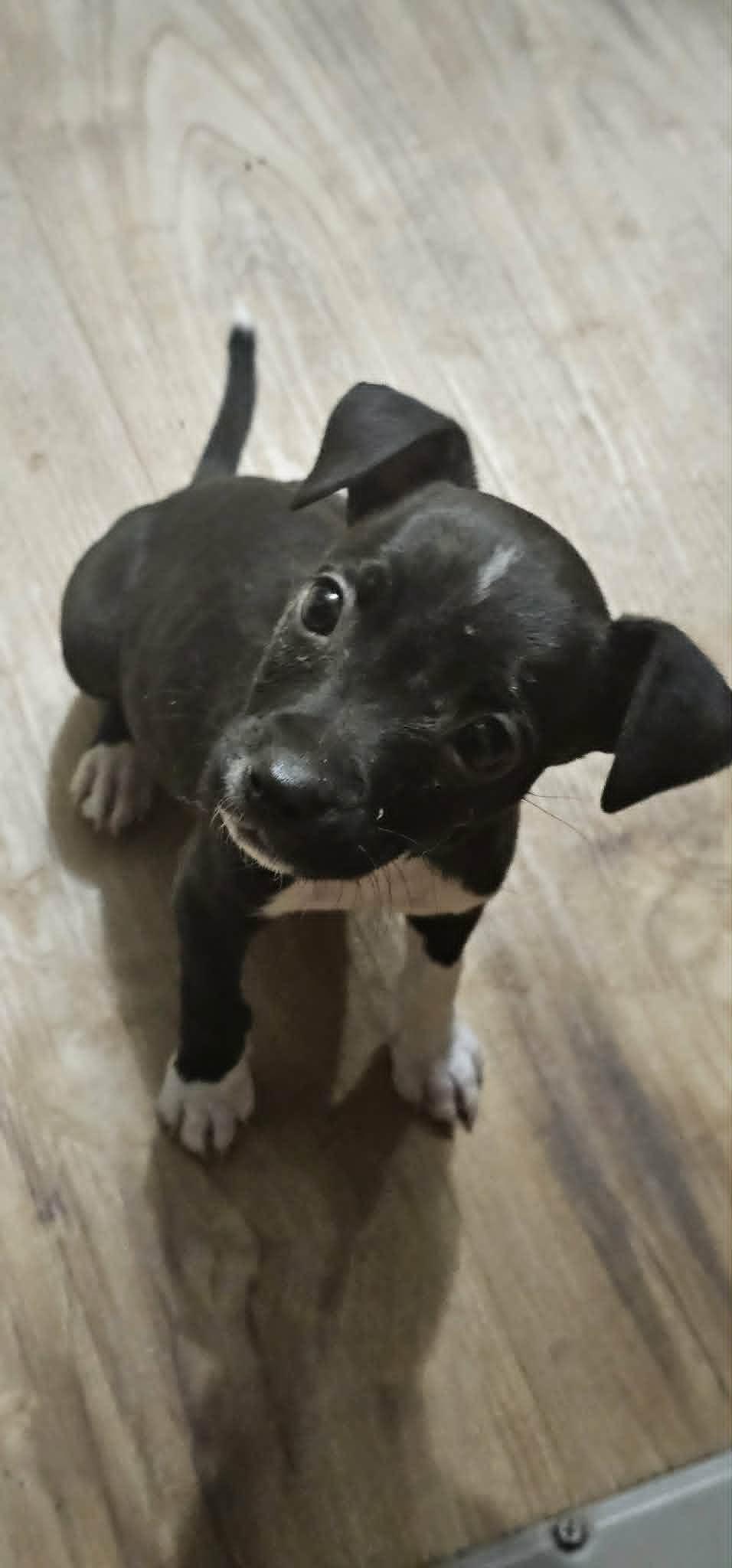 Enlarge Madison, a ADOPTABLE Mixed Breed in Mount Juliet, TN image 1/4