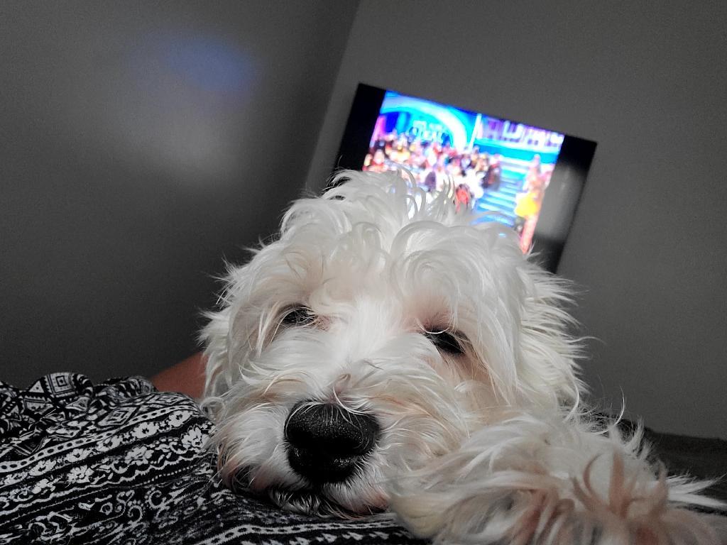 Forrest , adopted, Adult Male Maltese.