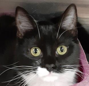 Jenna, Adoptable, Young Female Domestic Short Hair.