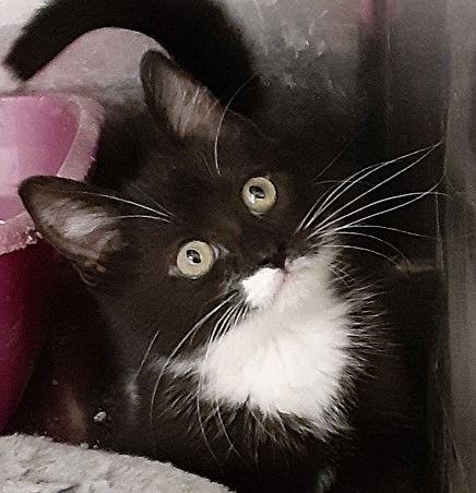 Enlarge Jenna, a Adoptable Domestic Short Hair in Massapequa, NY image 2/6