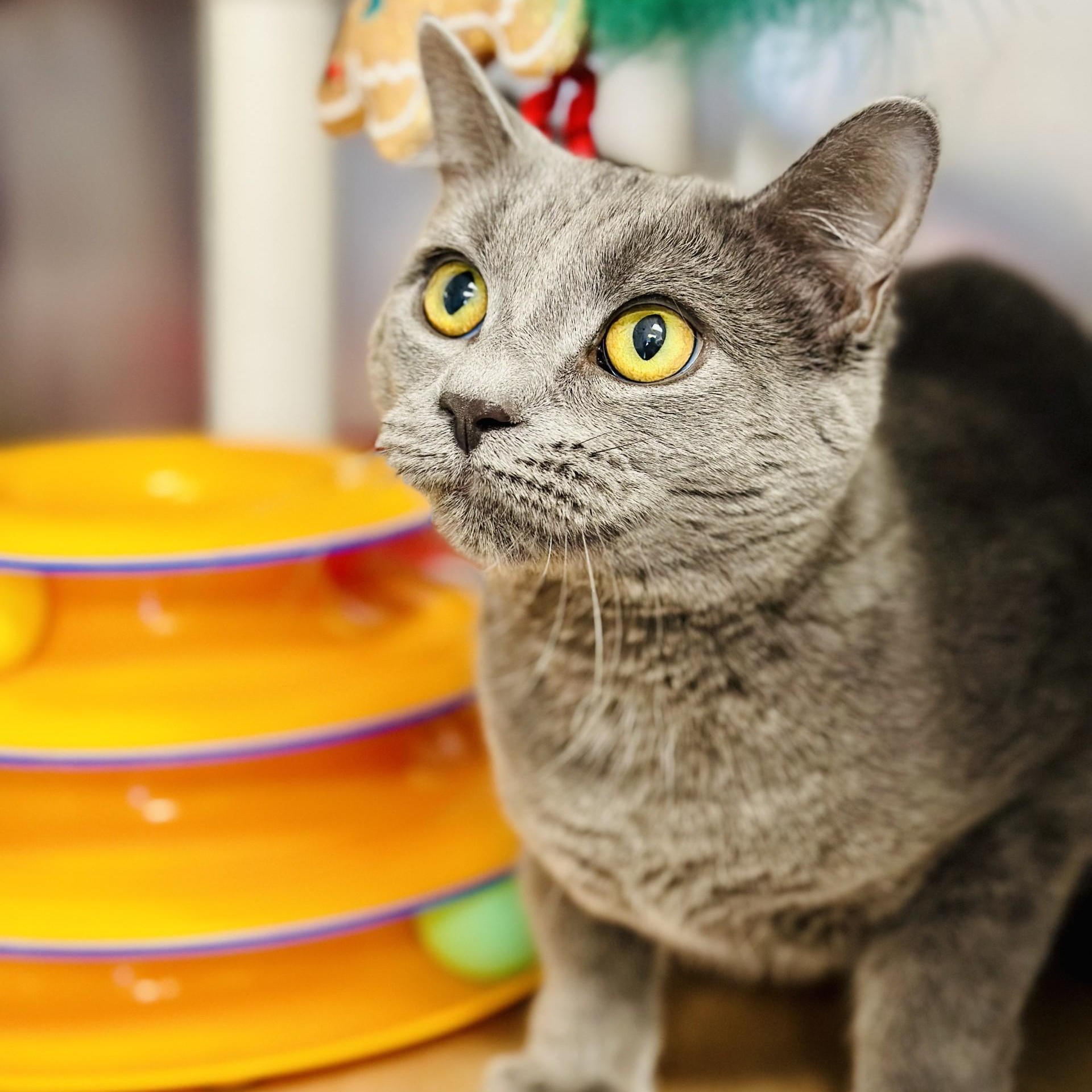 Stella , ADOPTABLE, Young Female Domestic Short Hair.