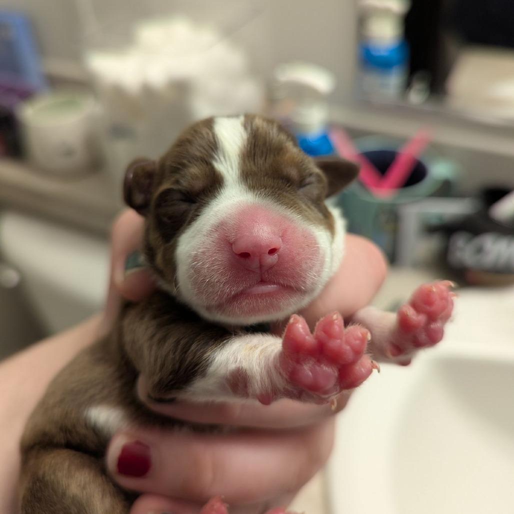 Fiddleleaf, an adopted mixed breed in Ocala, FL image 5/5