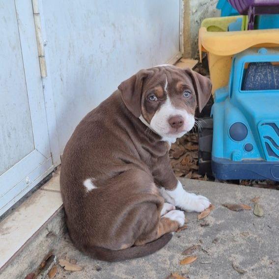 Fiddleleaf, an adopted mixed breed in Ocala, FL image 2/5