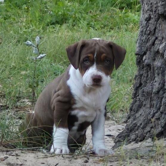 Fiddleleaf, an adopted mixed breed in Ocala, FL image 1/5