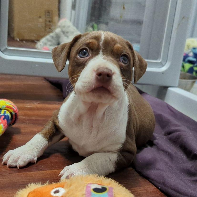 Fiddleleaf, an adopted mixed breed in Ocala, FL image 4/5