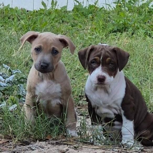 Fiddleleaf, an adopted mixed breed in Ocala, FL image 3/5