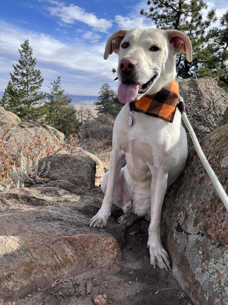 Enlarge Boone, a Adoptable mixed breed in Littleton, CO image 1/6