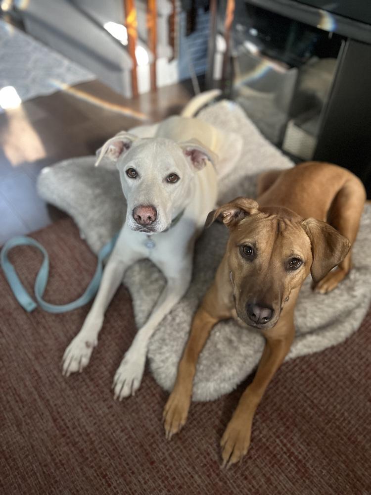 Enlarge Boone, a Adoptable mixed breed in Littleton, CO image 2/6