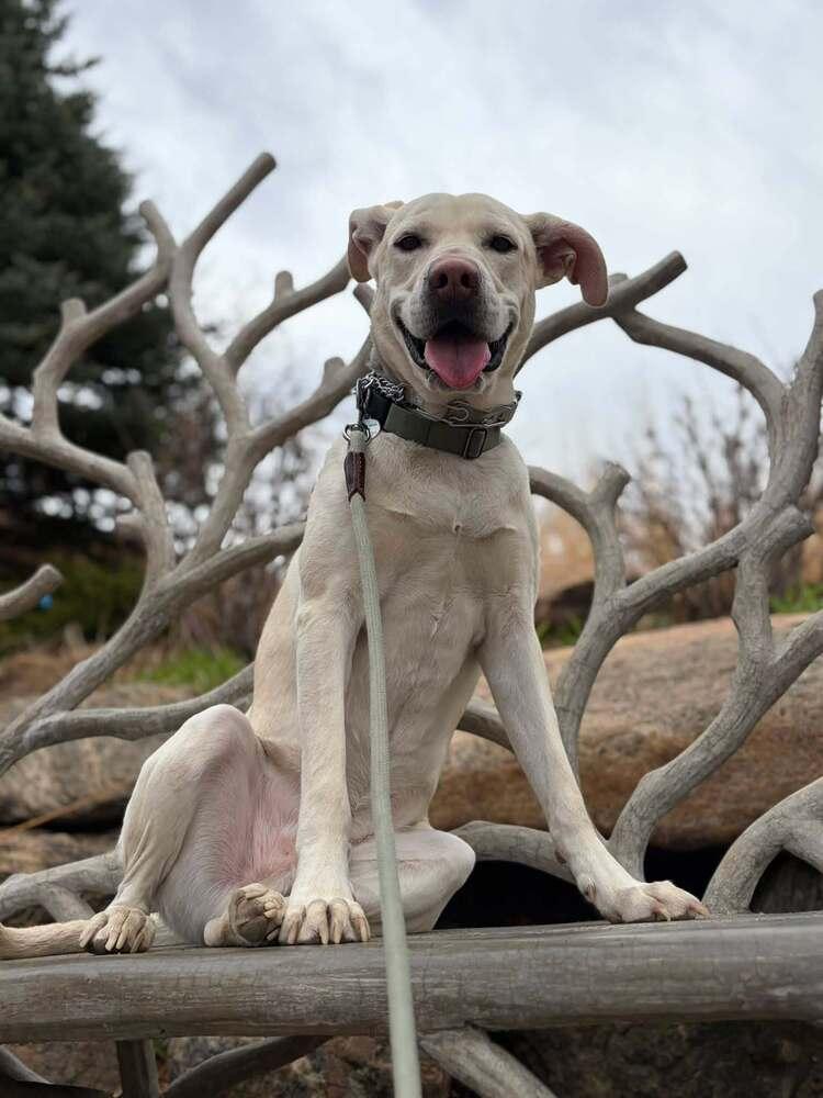 Enlarge Boone, a Adoptable mixed breed in Littleton, CO image 2/6