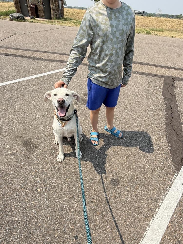 Boone, a Adoptable mixed breed in Littleton, CO image 3/6