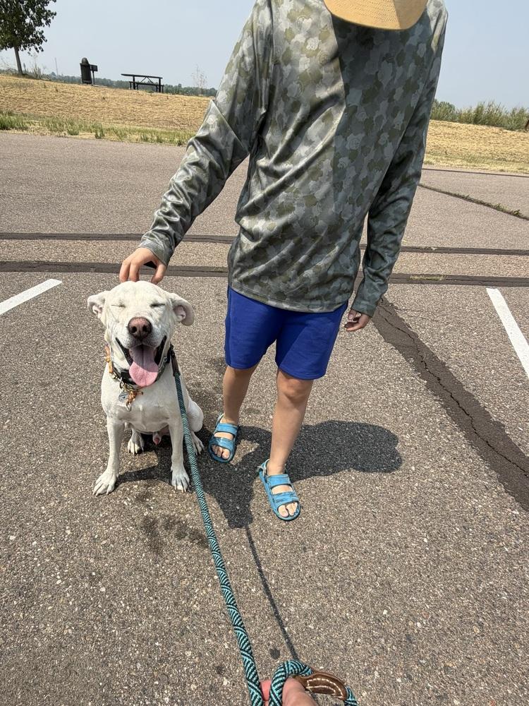 Boone, a Adoptable mixed breed in Littleton, CO image 5/6