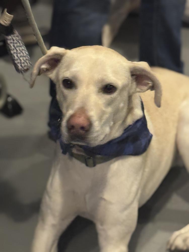 Enlarge Boone, a Adoptable mixed breed in Littleton, CO image 4/6