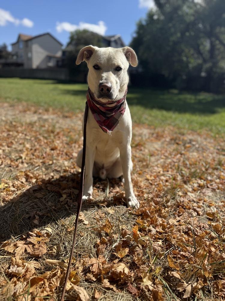 Enlarge Boone, a Adoptable mixed breed in Littleton, CO image 5/6