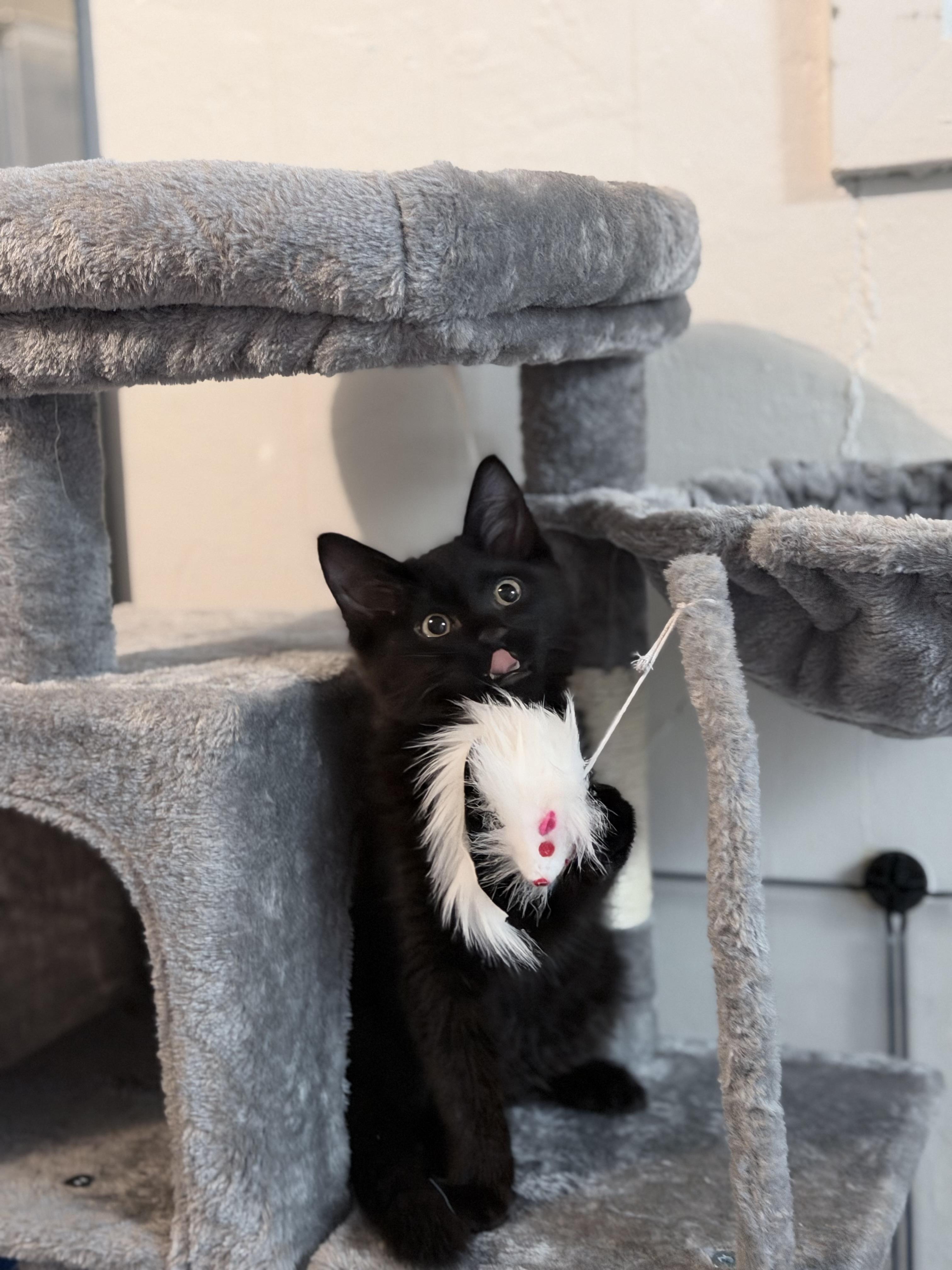 Enlarge Bruno, a Adoptable Domestic Medium Hair in Brentwood, CA image 1/3