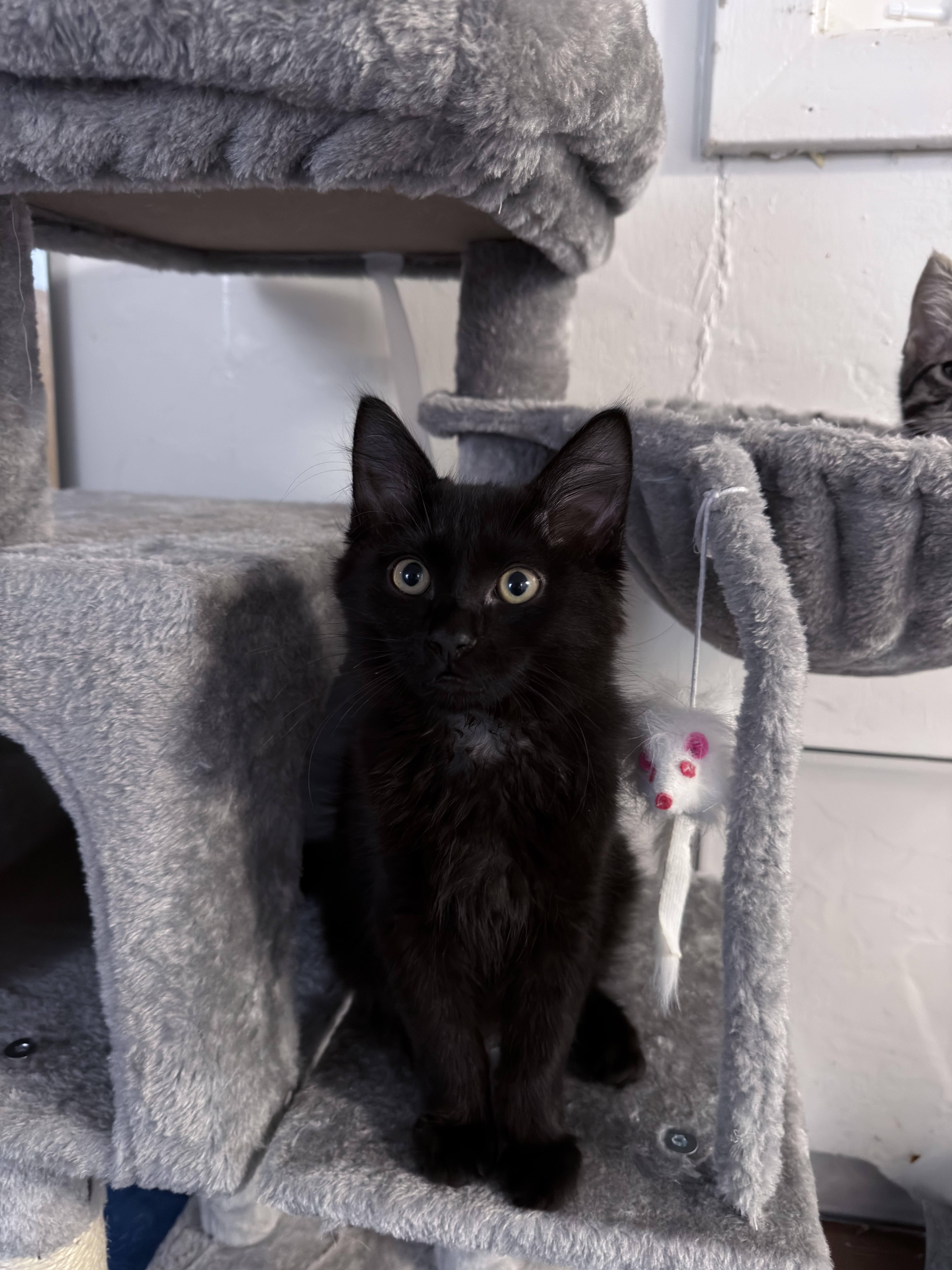 Enlarge Bruno, a Adoptable Domestic Medium Hair in Brentwood, CA image 2/3